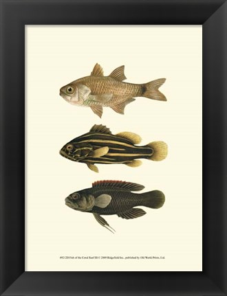 Framed Fish of the Coral Reef III Print