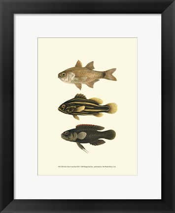 Framed Fish of the Coral Reef III Print