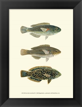 Framed Fish of the Coral Reef IV Print