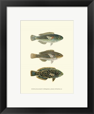 Framed Fish of the Coral Reef IV Print