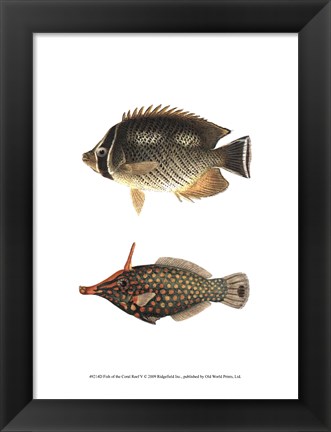 Framed Fish of the Coral Reef V Print