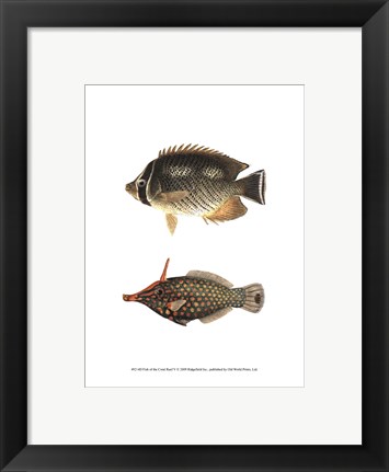 Framed Fish of the Coral Reef V Print