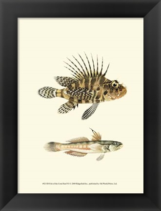 Framed Fish of the Coral Reef VI Print