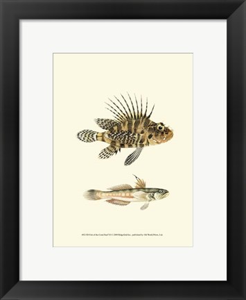 Framed Fish of the Coral Reef VI Print