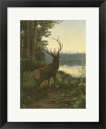 Framed Elk Print