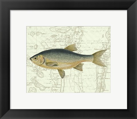 Framed Freshwater II Print