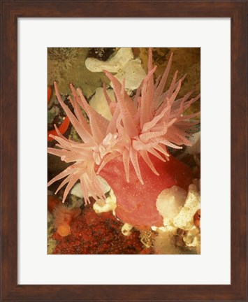 Framed Graphic Sea Anemone I Print