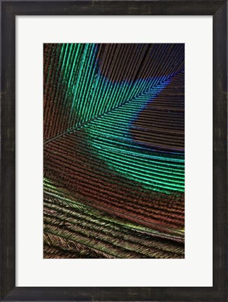 Framed Peacock Feathers I Print