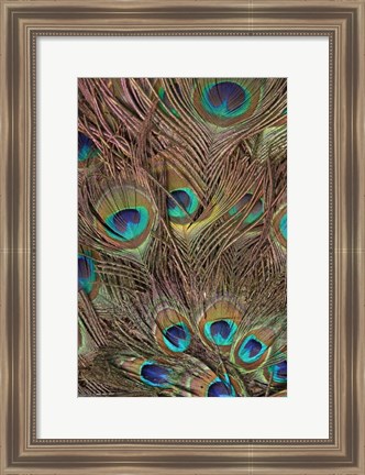 Framed Peacock Feathers III Print
