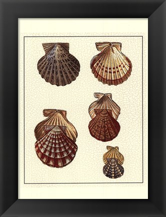 Framed Crackled Antique Shells I Print