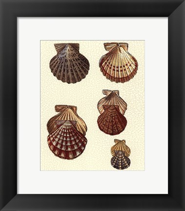 Framed Crackled Antique Shells I Print