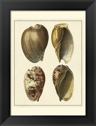 Framed Crackled Antique Shells II Print