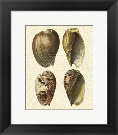 Framed Crackled Antique Shells II Print