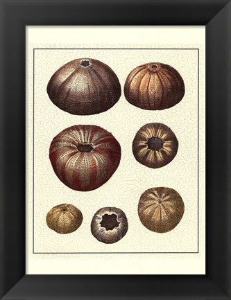 Framed Crackled Antique Shells III Print