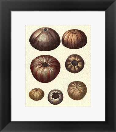 Framed Crackled Antique Shells III Print