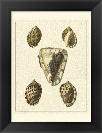 Framed Crackled Antique Shells IV Print