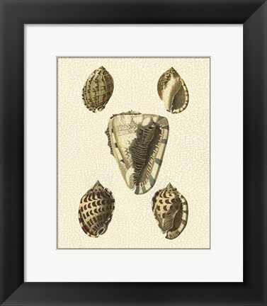 Framed Crackled Antique Shells IV Print