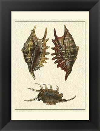 Framed Crackled Antique Shells V Print