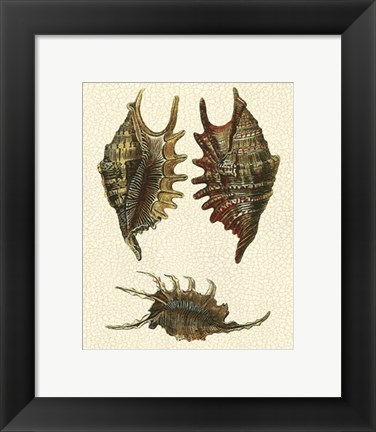 Framed Crackled Antique Shells V Print