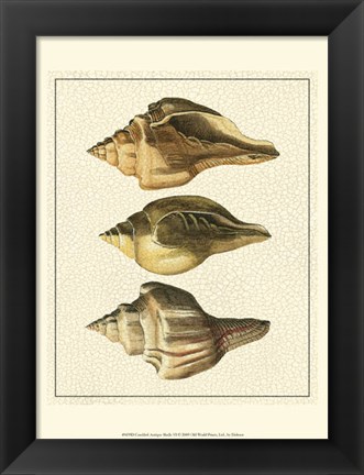 Framed Crackled Antique Shells VI Print