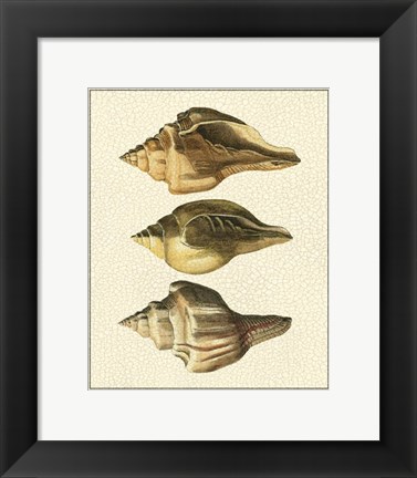 Framed Crackled Antique Shells VI Print