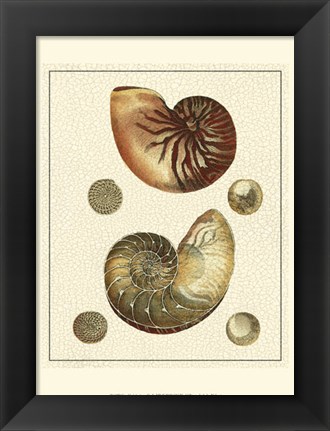 Framed Crackled Antique Shells VII Print