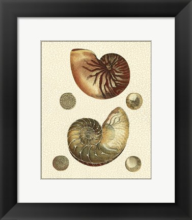 Framed Crackled Antique Shells VII Print