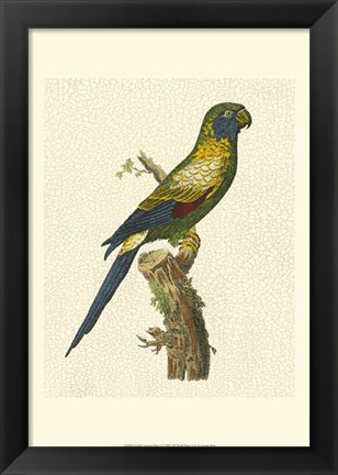 Framed Crackled Antique Parrot I Print