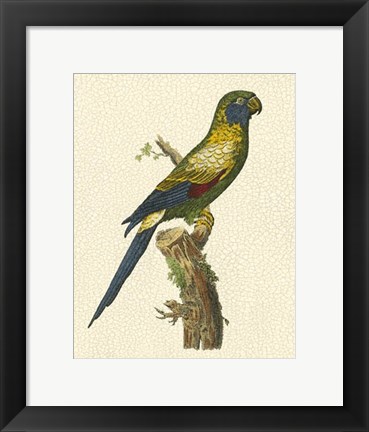 Framed Crackled Antique Parrot I Print