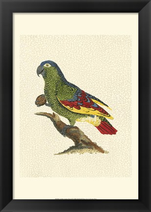 Framed Crackled Antique Parrot II Print