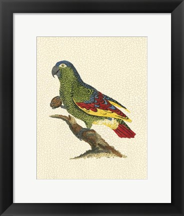 Framed Crackled Antique Parrot II Print