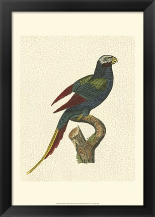 Framed Crackled Antique Parrot III Print