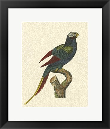 Framed Crackled Antique Parrot III Print