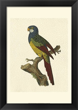 Framed Crackled Antique Parrot IV Print