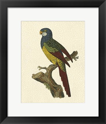 Framed Crackled Antique Parrot IV Print