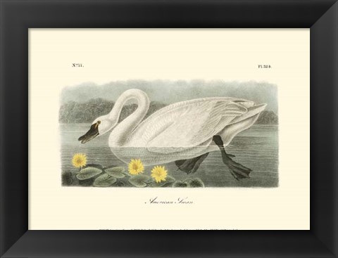 Framed American Swan Print