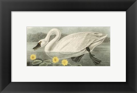 Framed American Swan Print