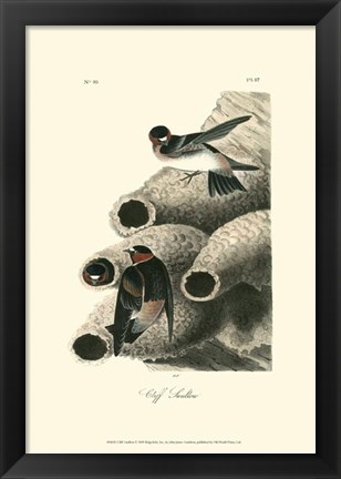 Framed Cliff Swallow Print