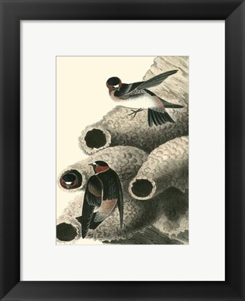 Framed Cliff Swallow Print