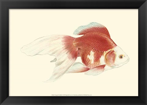 Framed Fringetail Goldfish Print