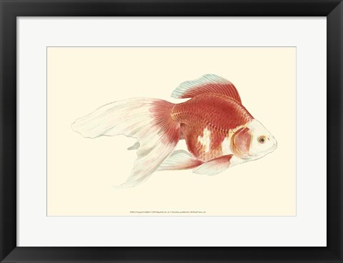 Framed Fringetail Goldfish Print