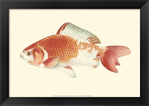 Framed Common Goldfish Print