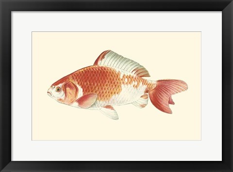 Framed Common Goldfish Print