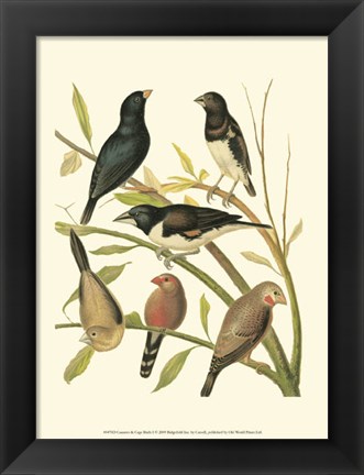 Framed Canaries &amp; Cage Birds I Print