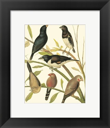 Framed Canaries &amp; Cage Birds I Print