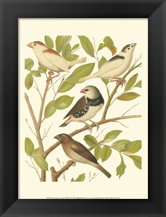 Framed Canaries &amp; Cage Birds II Print