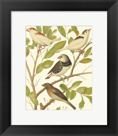 Framed Canaries &amp; Cage Birds II Print