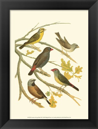 Framed Canaries &amp; Cage Birds III Print