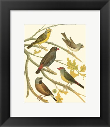 Framed Canaries &amp; Cage Birds III Print