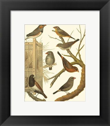 Framed Canaries &amp; Cage Birds IV Print